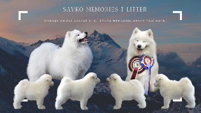 Savko Memories - Samoyède - Portée née le 14/04/2022