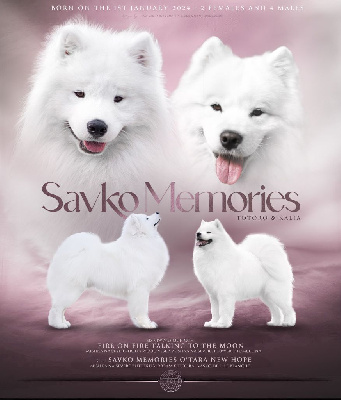 Savko Memories - Samoyède - Portée née le 01/01/2024