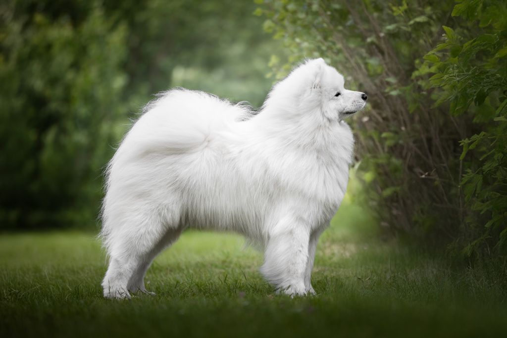 Savko Memories Volnoy sibir