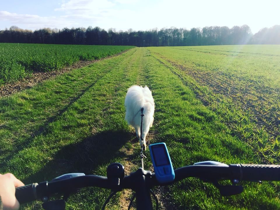 Cani cross/VTT/Trottinette