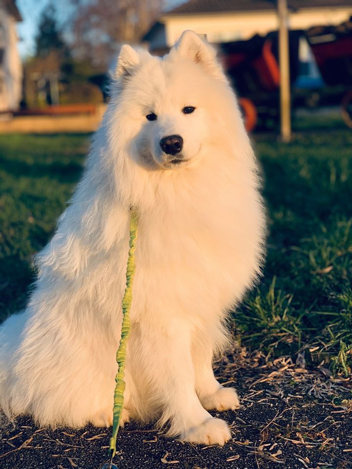 O'tara Unforgettable (male Vert)