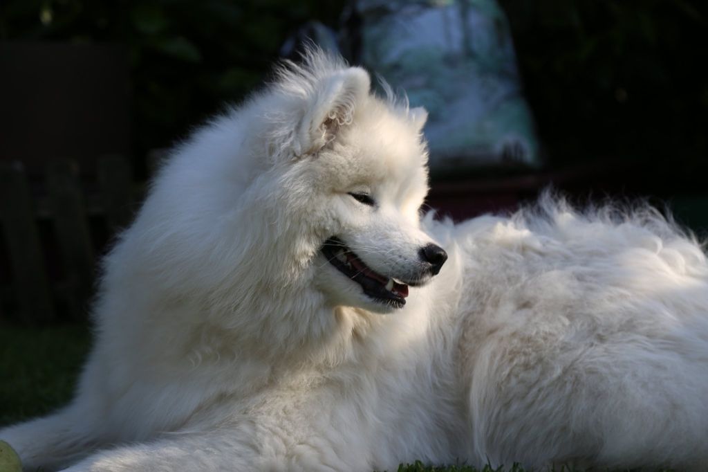 O'tara Snowy Kiss (Femelle jaune)