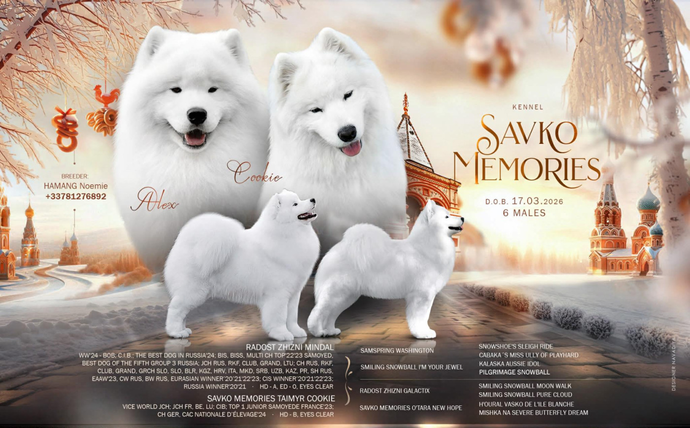 Chiot Samoyède Savko Memories