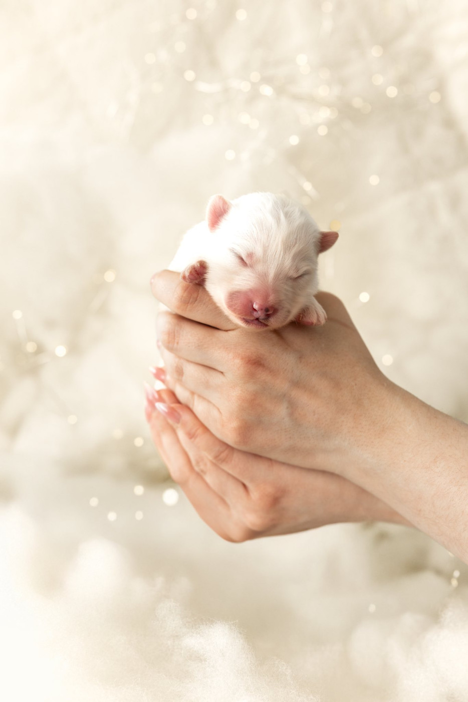 Savko Memories - Chiots disponibles - Samoyède