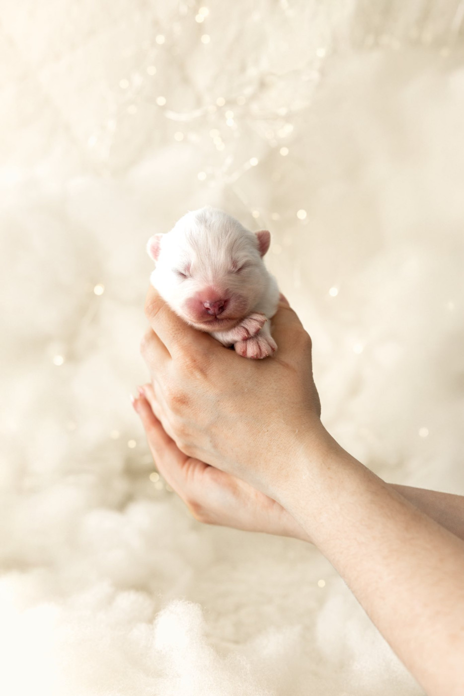 Savko Memories - Chiots disponibles - Samoyède