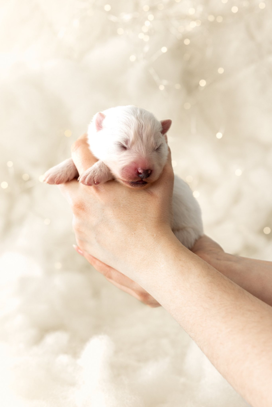 Savko Memories - Chiots disponibles - Samoyède