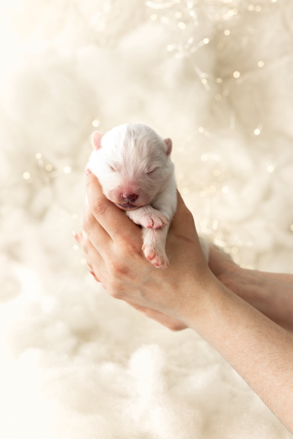 Savko Memories - Chiots disponibles - Samoyède