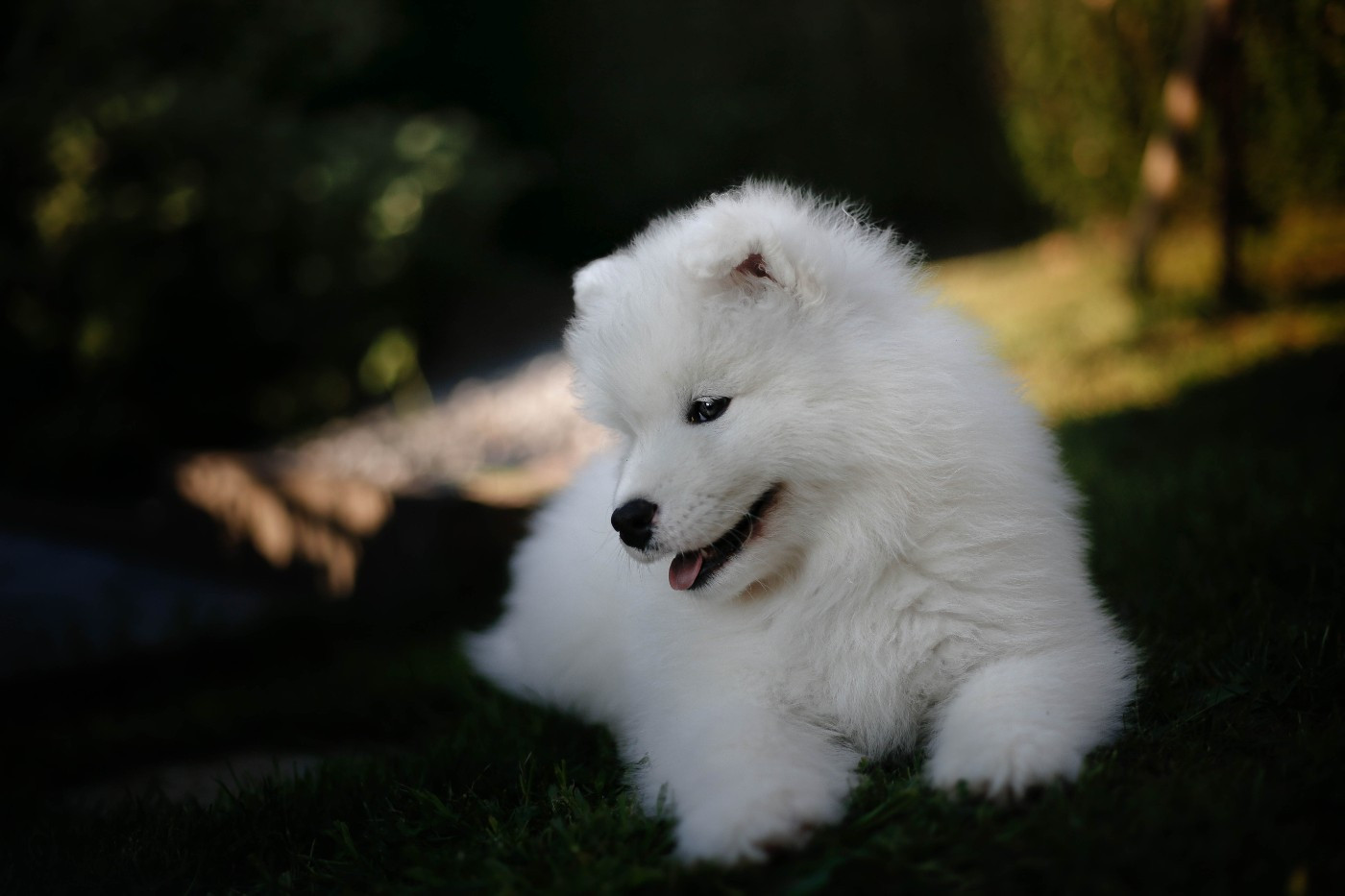 Savko Memories - Chiots disponibles - Samoyède