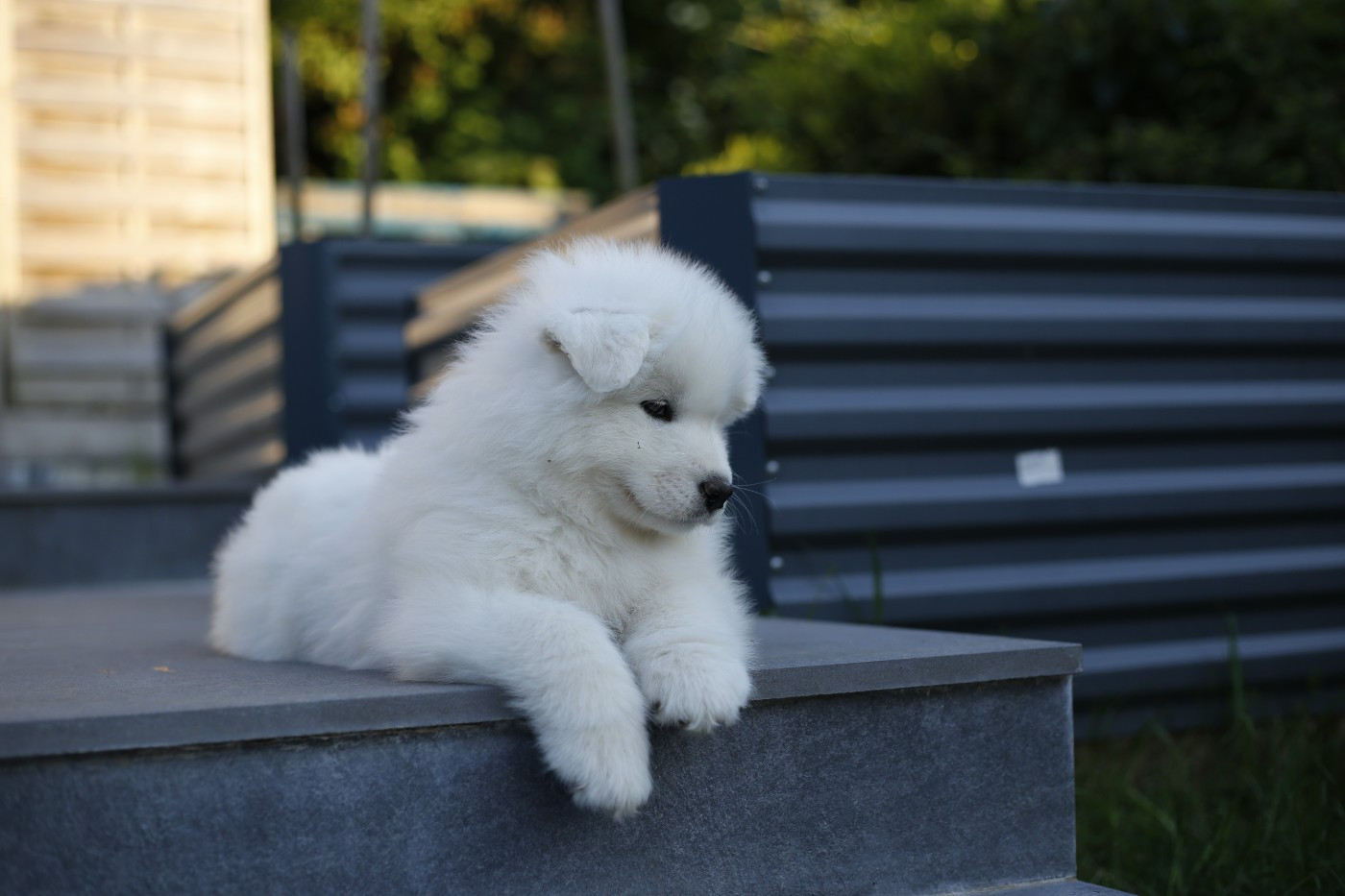 Savko Memories - Chiots disponibles - Samoyède